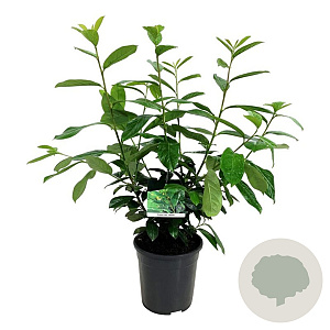 Prunus l. 'Novita' 60-80 cm 6L
