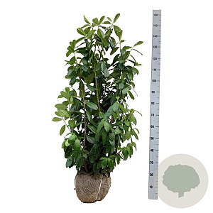 Prunus l. 'Novita' 100-125 cm met kluit extra