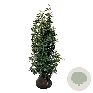 Prunus l. 'Novita' 150-175 cm met kluit extra