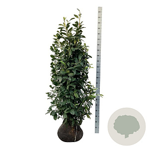Prunus l. 'Novita' 150-175 cm met kluit extra