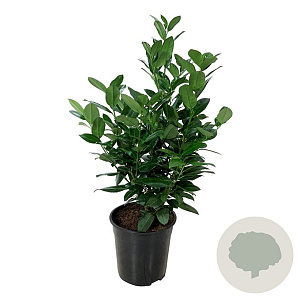 Prunus l. 'Obelisk' 50-60 cm 6L