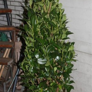 Prunus l. 'Obelisk' 150-175 cm met kluit