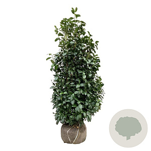 Prunus l. 'Obelisk' 150-175 cm met kluit extra