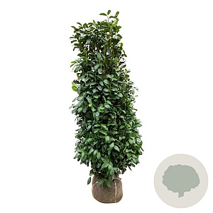 Prunus l. 'Obelisk' 175-200 cm met kluit extra