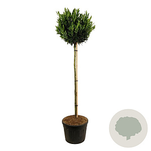 Prunus l. 'Otto Luyken' 180 cm stam cont. 130L extra