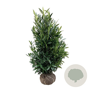 Prunus l. Renault Ace 125-150 cm met kluit extra