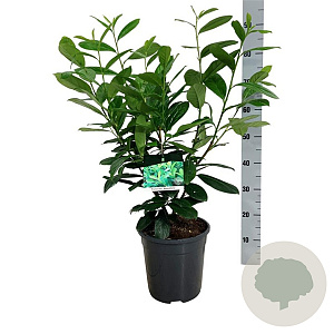 Prunus I. 'Rotundifolia' 50-60 cm 6L