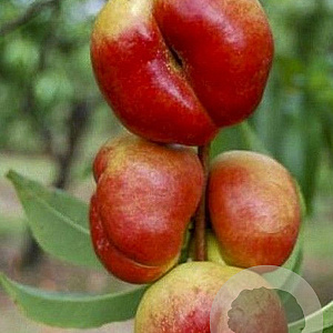 Prunus nucipersica 'Flateryna' 8-10 HO container