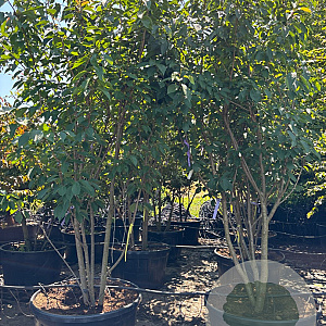 Prunus ser. 'Kanzan' 300-350 cm container meerstammig