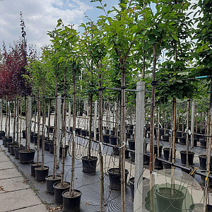 Prunus ser. 'Kanzan' 8-10 HO container