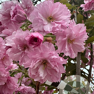 Prunus ser. 'Kanzan' 12-14 HO container