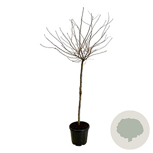 Prunus subh. 'Autumnalis Rosea' 120 cm stam 30L extra