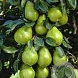 Pyrus c. 'Beurré Alexandre Lucas' 6-8 HO wortelgoed