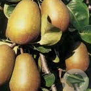 Pyrus c. 'Beurré Hardy' 6-8 HO wortelgoed