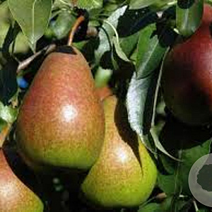 Pyrus c. 'Bonne Louise d'Avranches' 6-8 HO wortelgoed