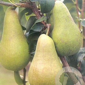 Pyrus c. 'Concorde' struik wortelgoed