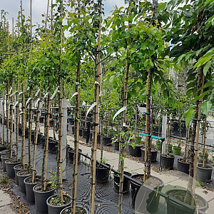 Pyrus c. 'Conference' 6-8 HO container