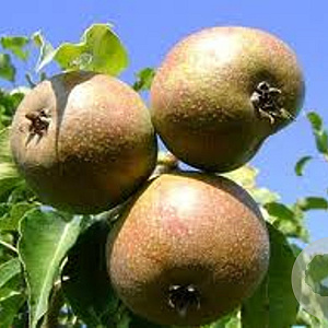 Pyrus c. 'Gieser Wildeman' 6-8 HO wortelgoed