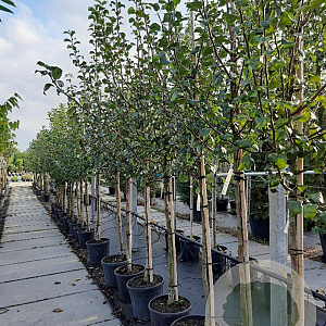 Pyrus c. 'Saint Rémy' 8-10 HA container