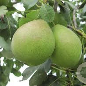 Pyrus c. 'Saint Rémy' 6-8 HO wortelgoed