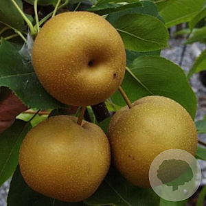 Pyrus pyrifolia 'Niitaka' 6-8 HO wortelgoed