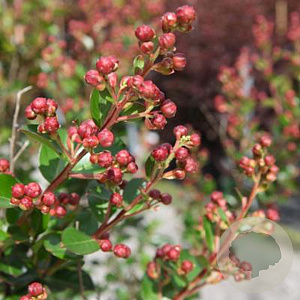 Ribes rub. 'Gloire des Sablons' 60-80 cm 20L