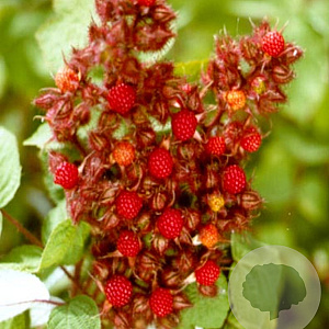 Rubus phoenicolasius 60-70 cm 2,0L