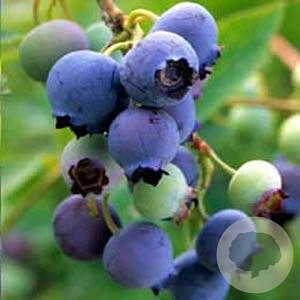 Vaccinium c. 'Bluecrop' 60-70 cm 2,0L