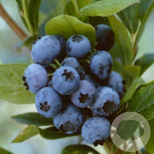 Vaccinium c. 'Bluecrop' 60-70 cm 2,0L