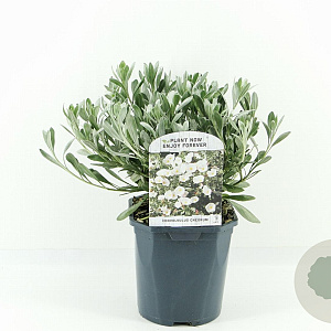 Convolvulus cneorum 20-30 cm 2,0L