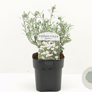 Convolvulus cneorum 20-30 cm 2,0L