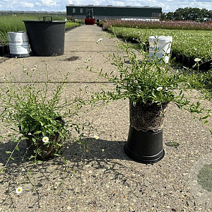 Erigeron karvinskianus GM 2,0L