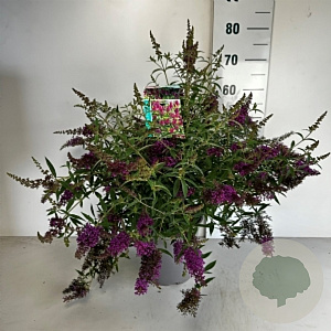Buddleja d. Octopus Magenta 40-50 cm 6,5L