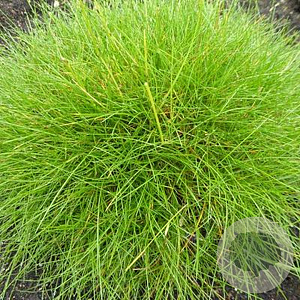 Festuca glauca 'Amigol' GM P17