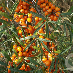Hippophae rhamn. 'Leikora' 60-70 cm 2,0L