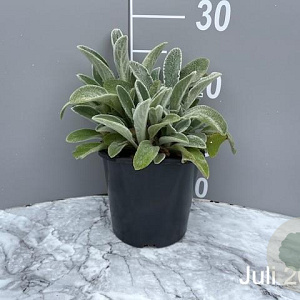Stachys byzantina GM 2,0L