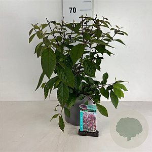 Callicarpa bod. 'Profusion' 50-60 cm 6,5L