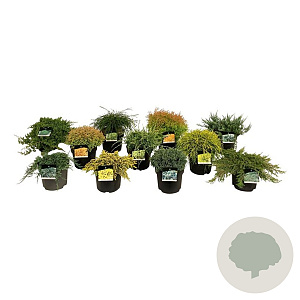 Mixlaag coniferen 30-40 cm 6,5L