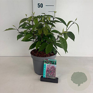 Callicarpa bod. 'Profusion' 50-60 cm 35L