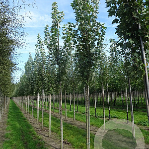 Acer freemanii 'Armstrong' 16-18 HO draadkluit