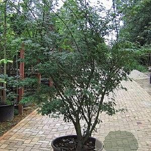 Acer palmatum 200-250 cm container meerstammig