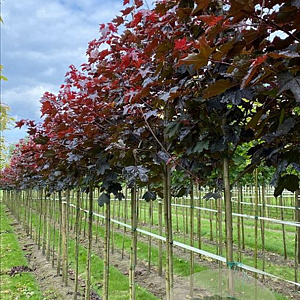 Acer plat. 'Royal Red' 10-12 HO draadkluit