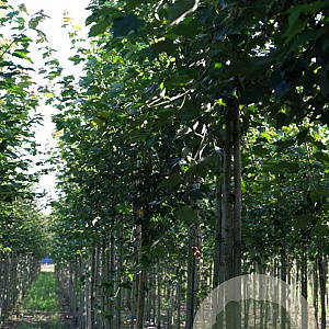 Acer rubrum Red Sunset 10-12 HO draadkluit