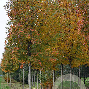 Acer rubrum 'Scanlon' 20-25 HO draadkluit