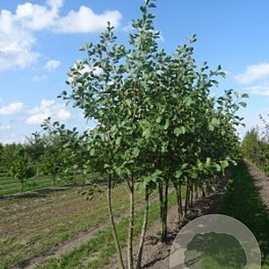 Alnus glutinosa 300-350 cm draadkluit meerstammig