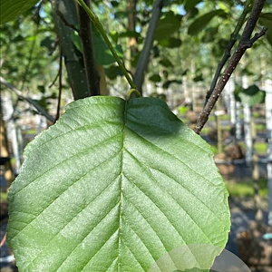 Alnus glutinosa 10-12 HO draadkluit