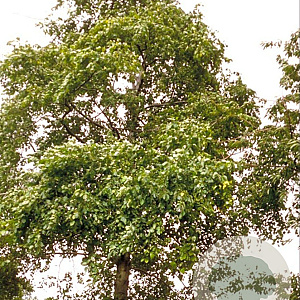 Alnus glutinosa 12-14 HO draadkluit