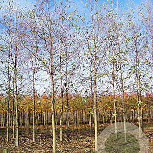 Alnus spaethii 25-30 HO draadkluit
