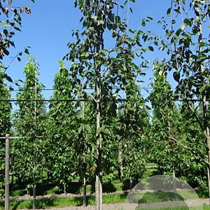 Amelanchier 'Ballerina' 10-12 cm draadkluit geveerd