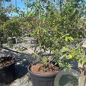 Amelanchier lamarckii 200-250 cm container meerstammig